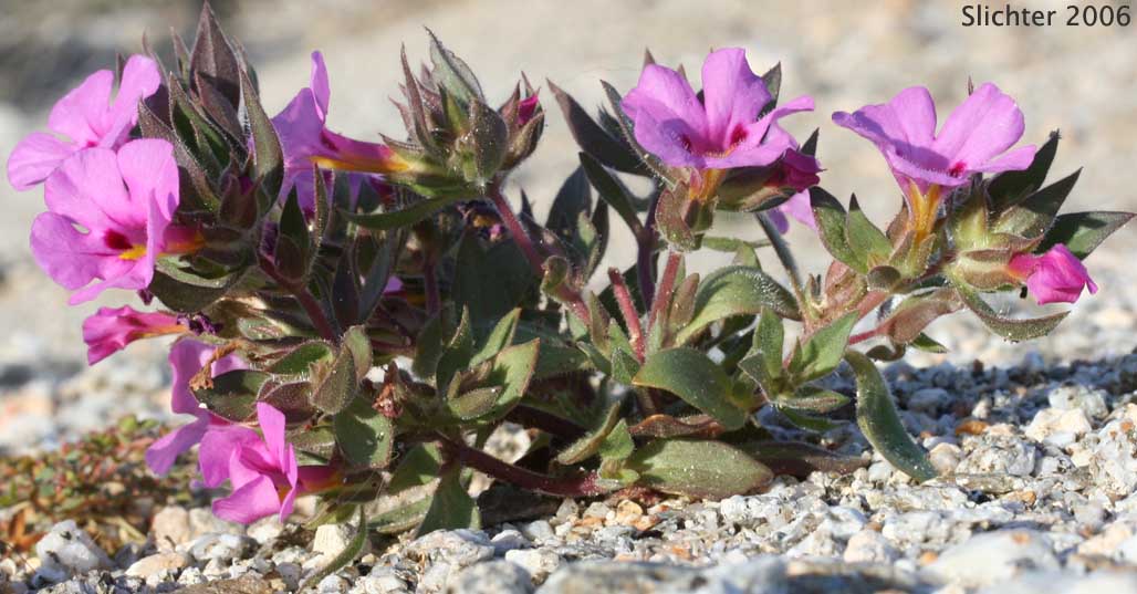 Bigelow's Monkeyflower, Bigelow Mimulus: Diplacus bigelovii var. bigelovii (Synonyms: Eunanus bigelovii, Mimulus bigelovii var. bigelovii, Mimulus bigelovii var. cuspidatus)
