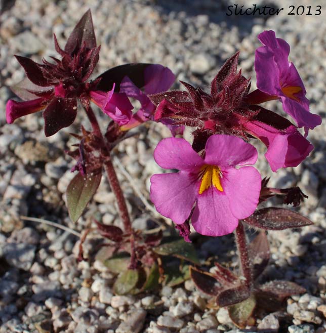 Bigelow's Monkeyflower, Bigelow Mimulus: Diplacus bigelovii var. bigelovii (Synonyms: Eunanus bigelovii, Mimulus bigelovii var. bigelovii, Mimulus bigelovii var. cuspidatus)