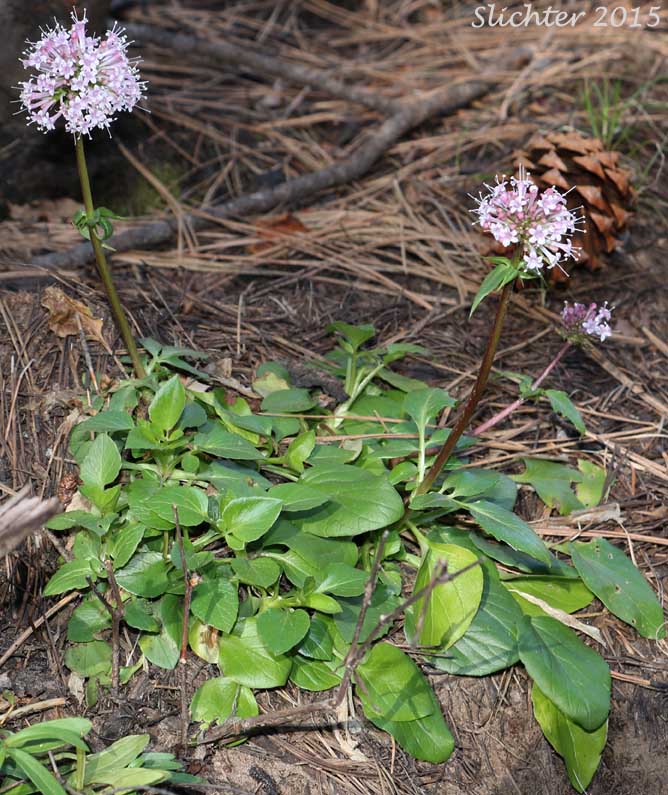 Arizona Valerian, Tobacco-root: Valeriana arizonica (Synonyms: Valeriana acutiloba var. ovata, Valeriana ovata)