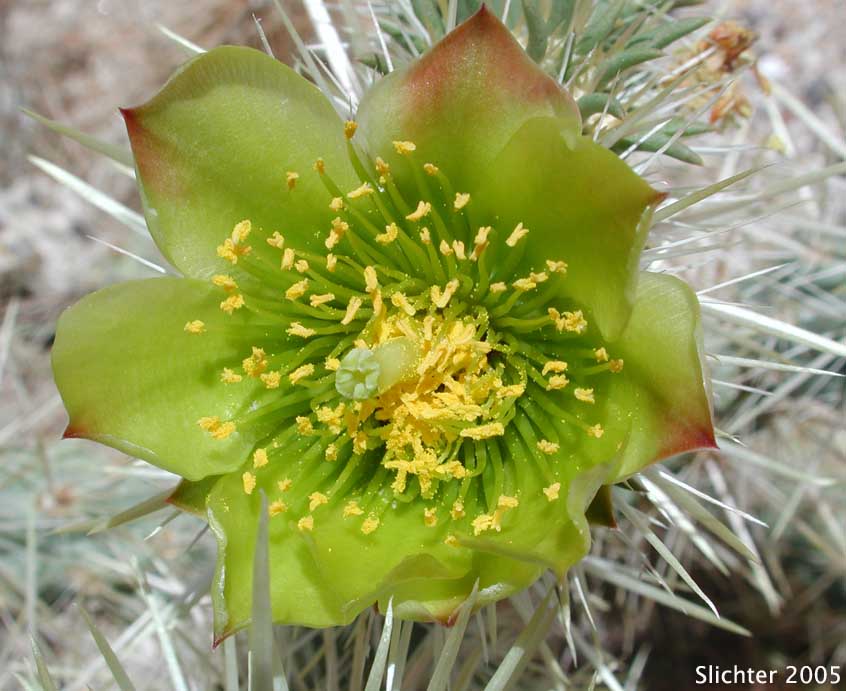 Gander's Buckhorn Cholla, Gander's Cholla: Cylindropuntia ganderi (Synonyms: Opuntia acanthocarpa ssp. ganderi, Opuntia ganderi)