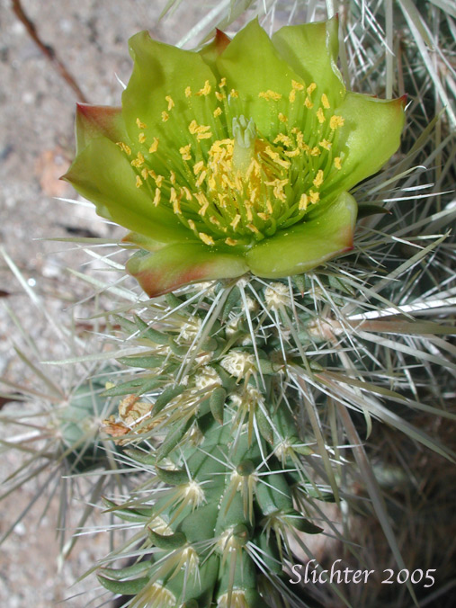 Gander's Buckhorn Cholla, Gander's Cholla: Cylindropuntia ganderi (Synonyms: Opuntia acanthocarpa ssp. ganderi, Opuntia ganderi)