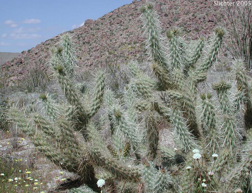 Gander's Buckhorn Cholla, Gander's Cholla: Cylindropuntia ganderi (Synonyms: Opuntia acanthocarpa ssp. ganderi, Opuntia ganderi)