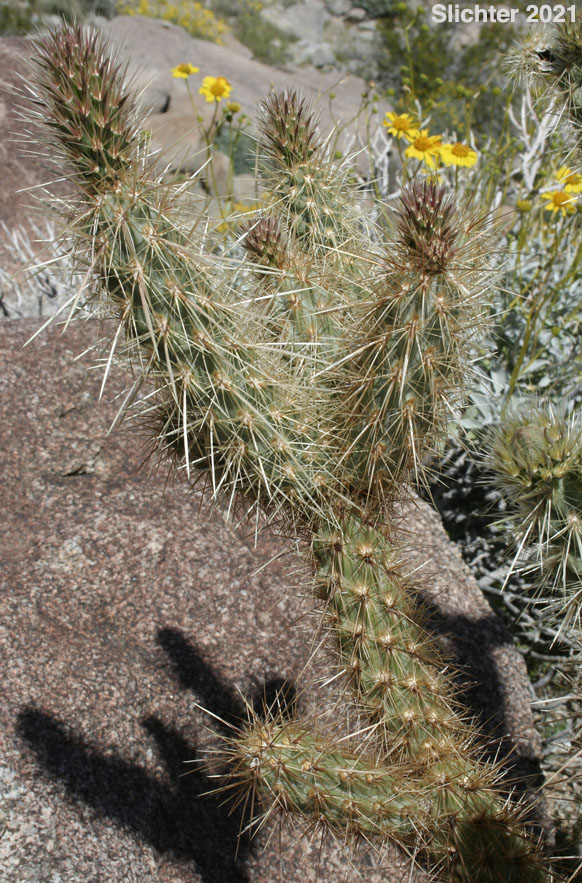 Gander's Buckhorn Cholla, Gander's Cholla: Cylindropuntia ganderi (Synonyms: Opuntia acanthocarpa ssp. ganderi, Opuntia ganderi)