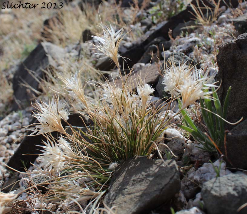 Fluff Grass, Lowly Woollygrass: Dasyochloa pulchella (Synonyms: Erioneuron pulchellum, Tridens pulchella, Triodia pulchella)