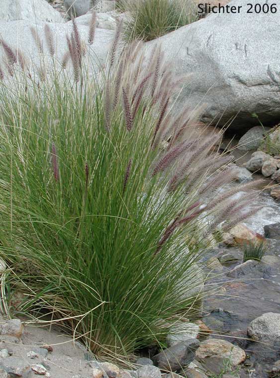 African Fountain Grass, Crimson Fountain Grass, Fountaingrass: Pennisetum setaceum