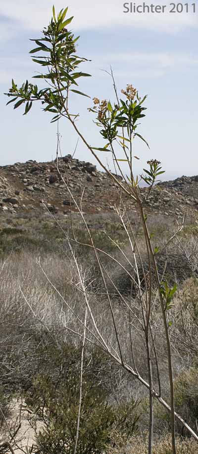 Mule-fat, Seep-willow: Baccharis salicifolia ssp. salicifolia