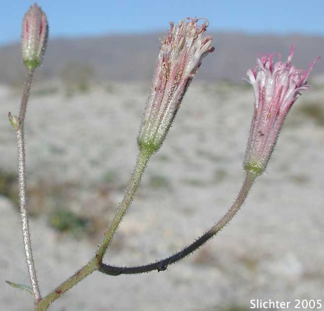 Inflorescence of Desert Palafox, Desert Needle, Spanish Needle: Palafoxia arida var. arida (Synonym: Palafoxia linearis var. linearis)