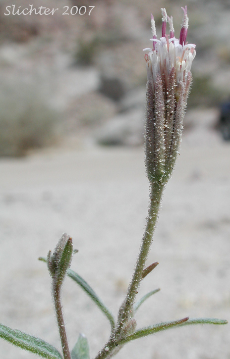 Desert Palafox, Desert Needle, Spanish Needle: Palafoxia arida var. arida (Synonym: Palafoxia linearis var. linearis)