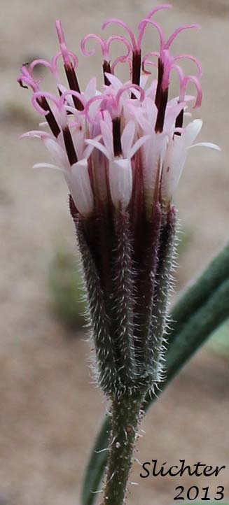 Desert Palafox, Desert Needle, Spanish Needle: Palafoxia arida var. arida (Synonym: Palafoxia linearis var. linearis)