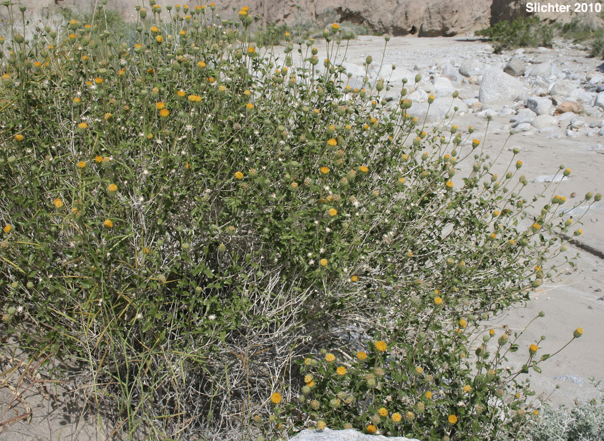 Bush Encelia, Button Brittlebush, Button Encelia, Rayless Encelia: Encelia frutescens (Synonyms: Encelia frutescens var. frutescens, Simsia frutescens)