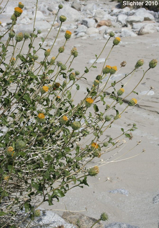 Bush Encelia, Button Brittlebush, Button Encelia, Rayless Encelia: Encelia frutescens (Synonyms: Encelia frutescens var. frutescens, Simsia frutescens)