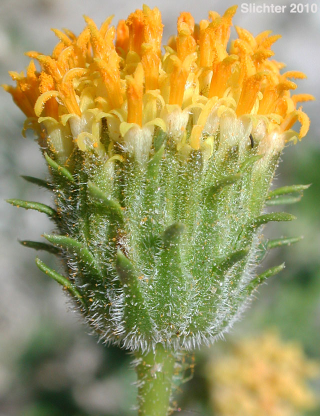 Bush Encelia, Button Brittlebush, Button Encelia, Rayless Encelia: Encelia frutescens (Synonyms: Encelia frutescens var. frutescens, Simsia frutescens)