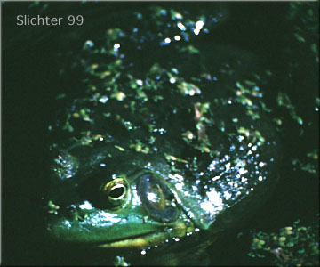 Bullfrog: Rana catesbiana