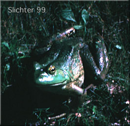 Bullfrog: Rana catesbiana