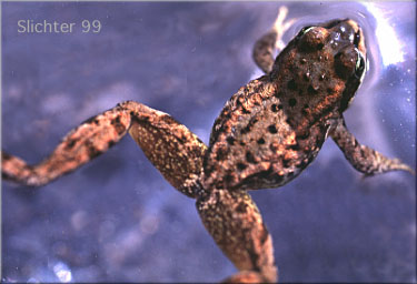 Cascade Frog: Rana cascadae