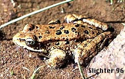 Cascade Frog: Rana cascadae