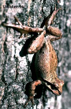 Pacific Tree Frog: Pseudacris regilla