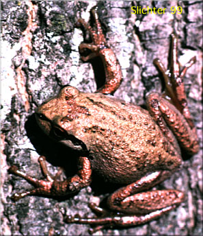 Pacific Tree Frog: Pseudacris regilla