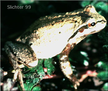 Pacific Tree Frog: Pseudacris regilla