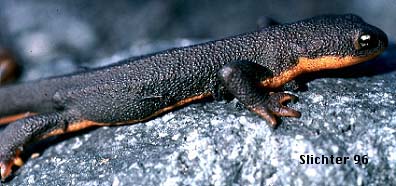 Rough-skinned Newt: Taricha granulosa