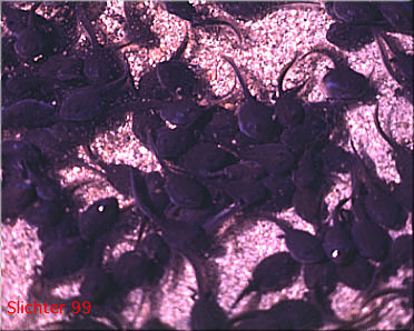 Western Toad: Bufo boreas tadpoles