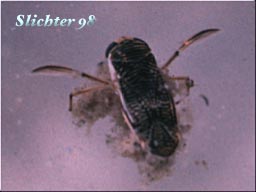 Water Boatman: Arctocorixa interrupta ?