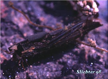 Caddisfly: Psychoglypha subborealis 