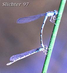 Photo of mating damselflies at Pyramid Lake, Mt. Hood N.F.........July 20, 1994.