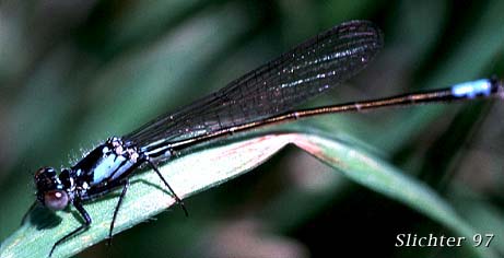 Damselfly at pond east of truck weigh station, Cascade Locks, OR........May 1994. 