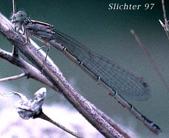 damselfly at Hunter Prairie on BLM land?, near Bear Springs Ranger Station, Mt. Hood N.F. ..........May 28, 1994. 