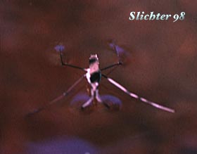 Water Strider: Gerris remigisWater Strider: Gerris remigis