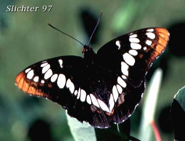 Lorquin's Admiral: Limentitis lorquini