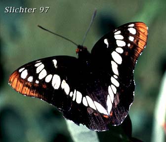 Lorquin's Admiral: Limentitis lorquini