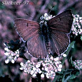 Unknown Blue Butterfly #2