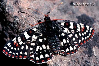 Chalcedona Checkerspot