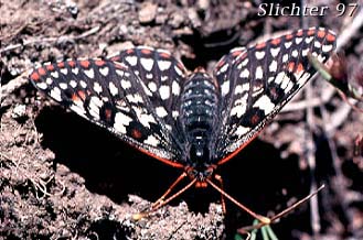 Chalcedon Checkerspot: Euphydryas chalcedona