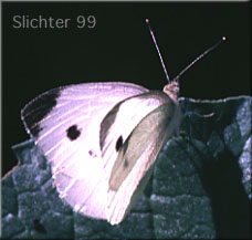 Cabbage White: Pieris rapae