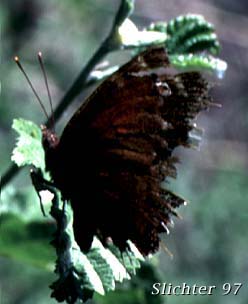 Mourning Cloak: Nymphalis antiopa