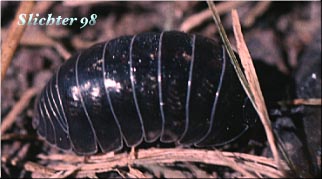 Pillbugs: Armadillidium vulgare