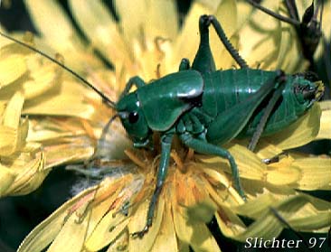 katydid