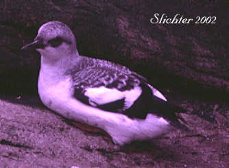 Pigeon Guillemot: Cepphus columba