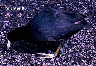 American Coot: Fulica americana