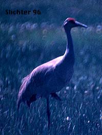 Sandhill Crane: Grus canadensis