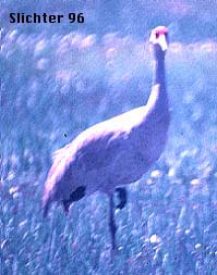 Sandhill Crane: Grus canadensis