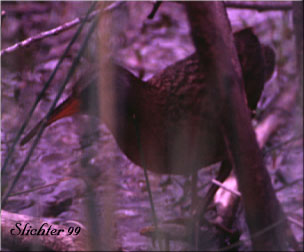 Virginia Rail: Rallus limicola