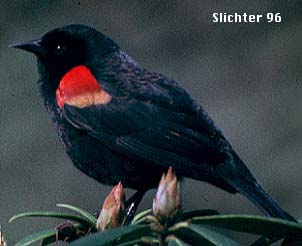 Male Red-winged Blackbird: Agelaius phoeniceus