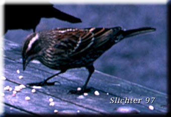 Female Red-winged Blackbird: Agelaius phoeniceus