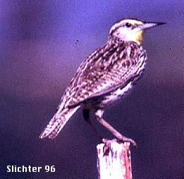 Western Meadowlark: Sturnella negecta