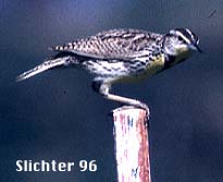 Western Meadowlark: Sturnella negecta