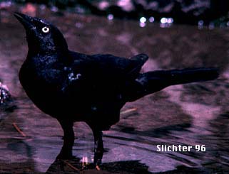 Male Brewer's Blackbird: Euphagus cyanocephalus 